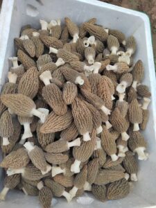 Welcome to our selection of freshly harvested morel mushrooms! Prized for their unique honeycomb texture and rich, earthy flavor, these morels are a culinary treasure. Sourced directly from our sustainable farms, trusted foragers], we guarantee premium quality and freshness. Perfect for elevating any dish, from gourmet risottos to delicate sauces. Explore our current availability and bring the taste of the forest to your kitchen."