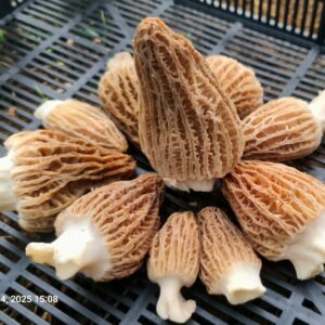FRESH MOREL